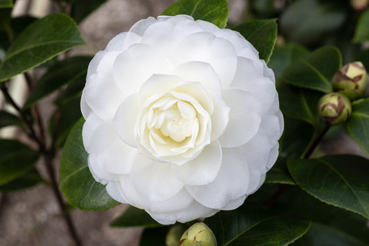 Camellia Sinensis are the Basis for All My Products