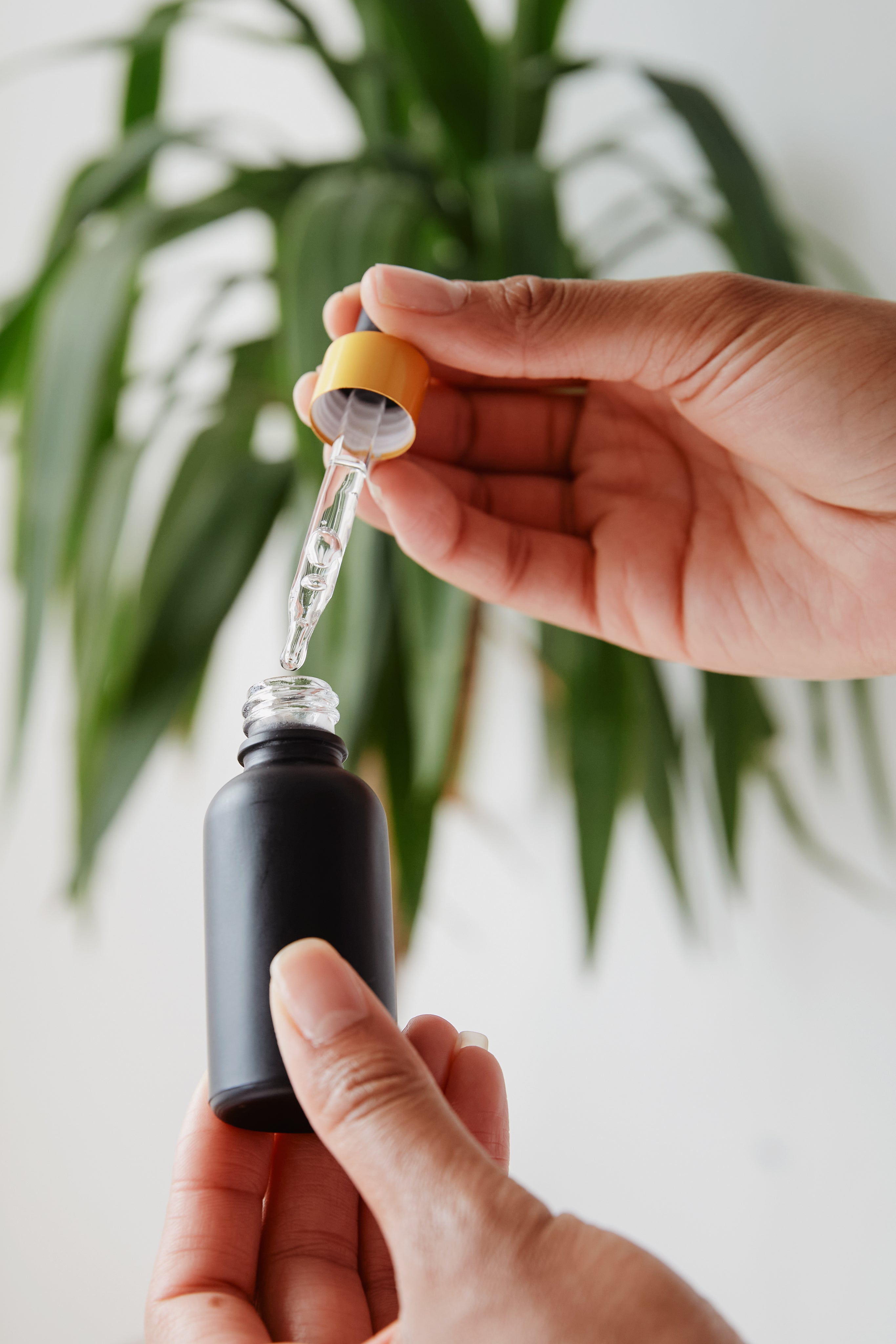 Hands holding dropper bottle of camellia seed oil