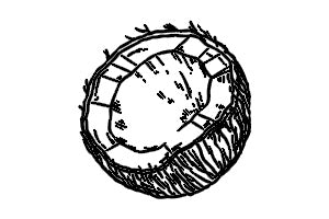 Coconut
